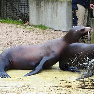 California sea lion (Zalophus californianus), 2023-04-08