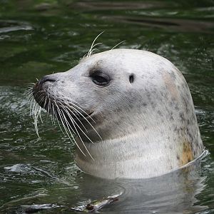 Eastern Atlantic harbor seal (Phoca vitulina vitulina), 2023-04-08