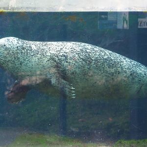 Eastern Atlantic harbor seal (Phoca vitulina vitulina), 2023-04-08