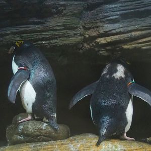 Macaroni penguins (Eudyptes chrysolophus), 2023-04-08