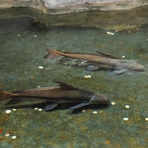 Chinese high-fin banded sharks (Myxocyprinus asiaticus), 2023-04-08