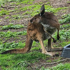 Oglebay Good Zoo - Western Gray Kangaroo