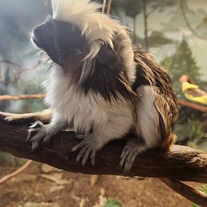Oglebay Good Zoo - Cottontop Tamarin with baby