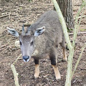 Oglebay Good Zoo - Chinese Goral
