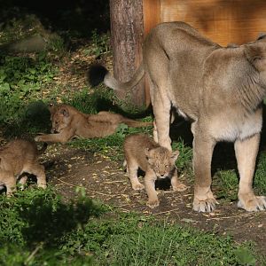 Lioness (Arya) with her three cubs