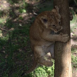 Lion cub climbing tree