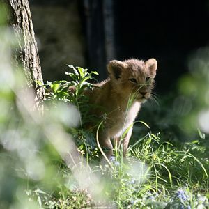 Lion Cub