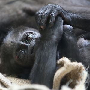 Gorilla Baby