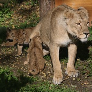 Arya with her lion cubs