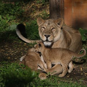 Lionness & Cubs