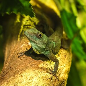 Jamaican anole : Cotswold WP : 09 May 2024