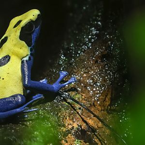 Dyeing poison dart frog : Cotswold WP : 09 May 2024