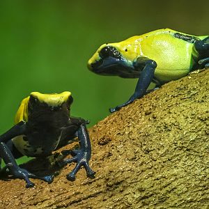 Dyeing poison dart frog : Cotswold WP : 09 May 2024