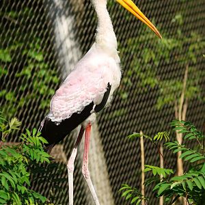Yellow-billed stork