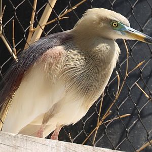 Indian pond-heron