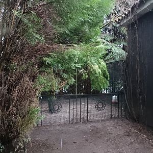 Silkie exhibit - Avifauna lugo