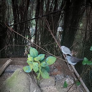 Diamond dove exhibit - Avifauna lugo