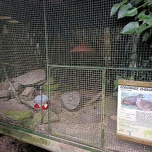 King quail exhibit - Avifauna lugo