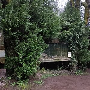 King quail exhibit - Avifauna lugo