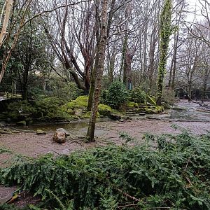 Ducks mixed exhibit - Avifauna lugo