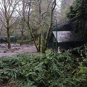Ducks mixed exhibit - Avifauna lugo