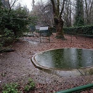 Mute swan exhibit- Avifauna Lugo