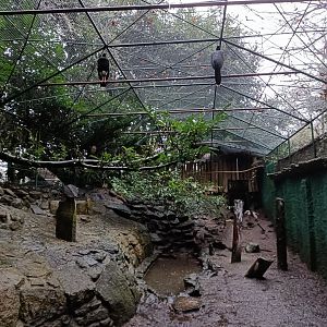Helmet curassow exhibit- Avifauna Lugo