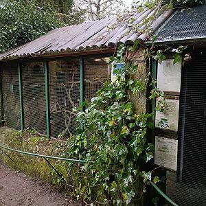 Lovebird exhibit- Avifauna Lugo