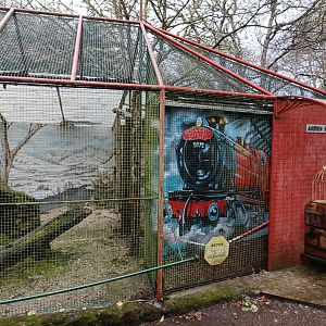 Snowy owl exhibit - Avifauna Lugo