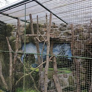 Little owl exhibit - Avifauna Lugo