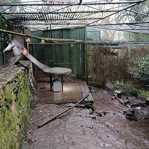 Mixed exhibit - Avifauna Lugo