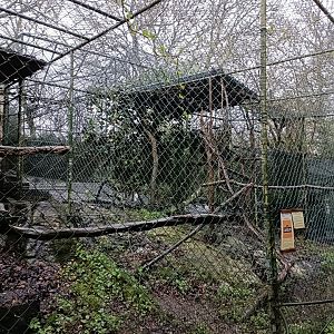 Steppe eagle exhibit - Avifauna Lugo