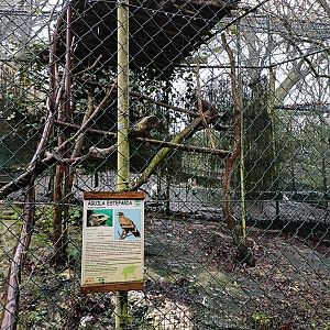 Steppe eagle exhibit - Avifauna Lugo
