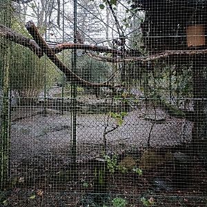 Northern white-faced owl exhibit- Avifauna Lugo