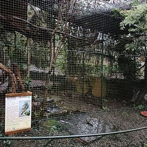 Red-tailed hawk exhibit- Avifauna Lugo