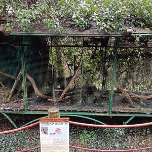 Common kestrel exhibit - Avifauna Lugo