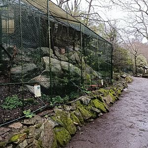 Harris hawk exhibit - Avifauna Lugo