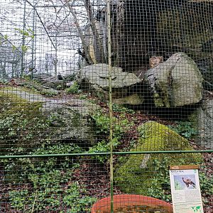 Golden eagle exhibit - Avifauna Lugo