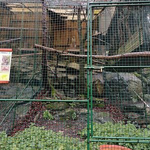 Indian eagle owl exhibit- Avifauna Lugo