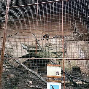 Red kite exhibit - Avifauna Lugo