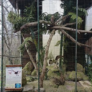 Confuciosornis exhibit - Avifauna Lugo