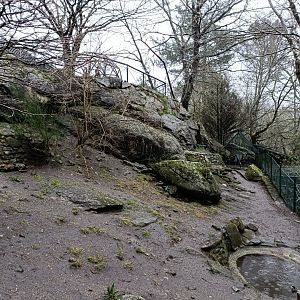 Indian runner duck exhibit- Avifauna Lugo