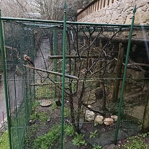 Eagle exhibit - Avifauna Lugo