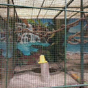 Speckled pigeon exhibit - Avifauna Lugo