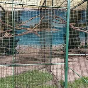 Masked lapwing exhibit - Avifauna Lugo