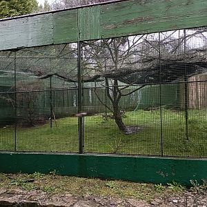 Western capercaillie exhibit - Avifauna Lugo