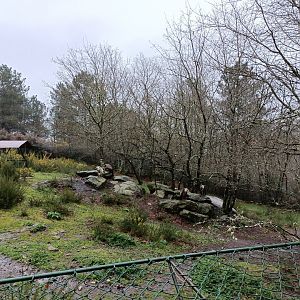 Griffon vulture exhibit - Avifauna Lugo