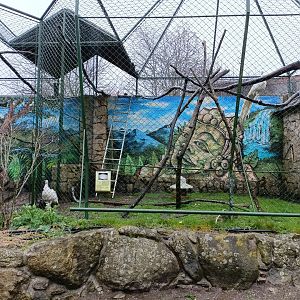 White peafowl exhibit - Avifauna Lugo