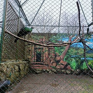 Green peafowl exhibit - Avifauna Lugo