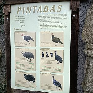 Sign - Avifauna Lugo